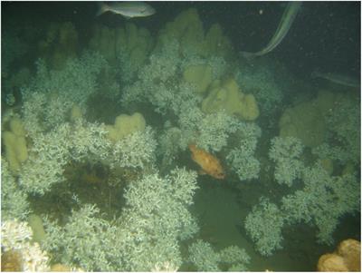 Measuring Sound at a Cold-Water Coral Reef to Assess the Impact of COVID-19 on Noise Pollution